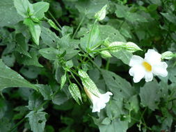 Image of Thunbergia petersiana Lindau