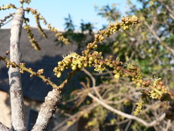 Image of Lannea asymmetrica R. E. Fries