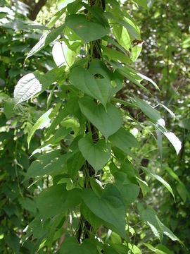 Imagem de Dioscorea bulbifera L.