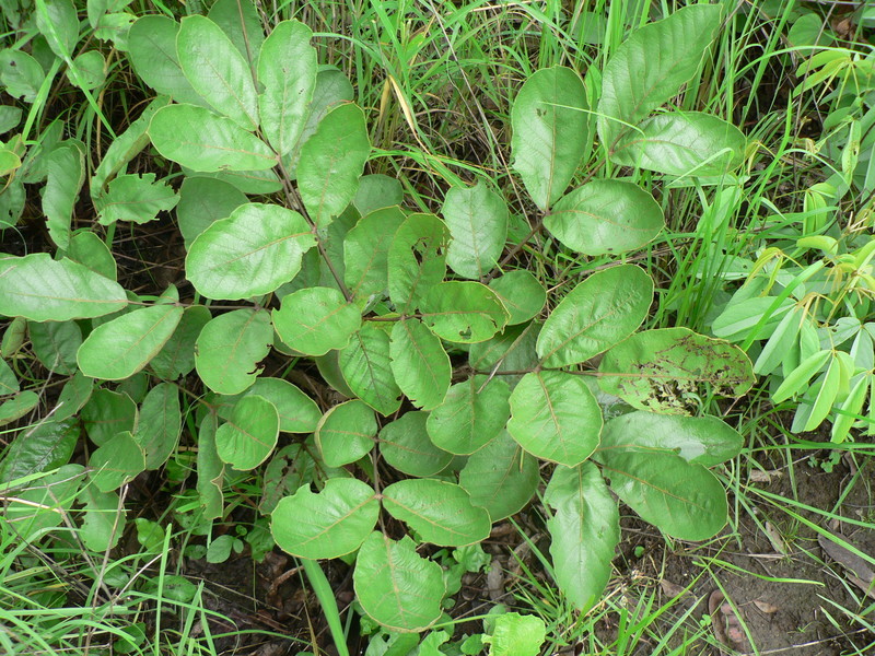 Image of Lannea edulis (Sond.) Engl.