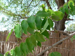 Image of marula