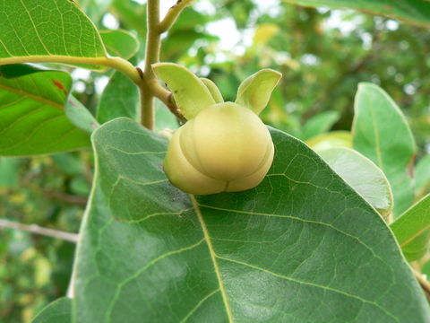 Image of Large hook-berry