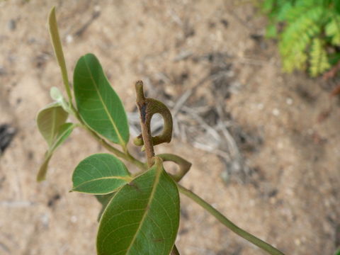 Image of Large hook-berry