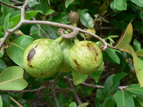 Image of Large hook-berry