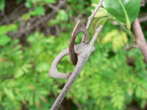 Image of Large hook-berry