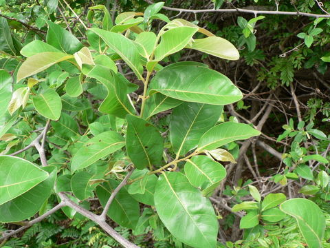 Image of Large hook-berry