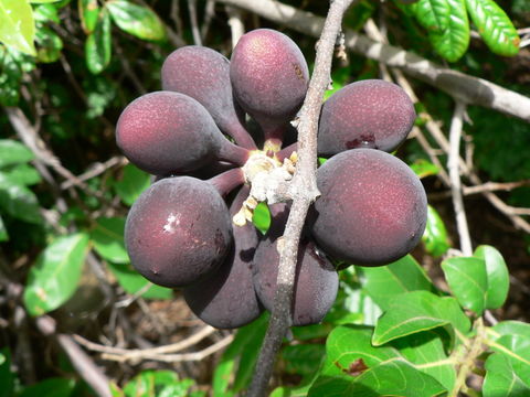 Image of Large hook-berry