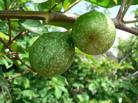 Image of Large hook-berry