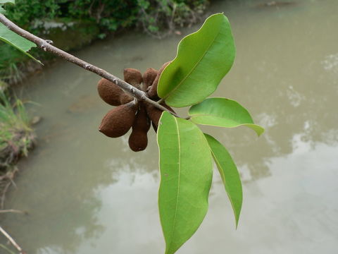 Plancia ëd Hexalobus monopetalus (A. Rich.) Engl. & Diels