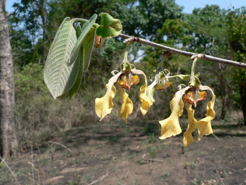 Image of Monodora grandidieri Baill.