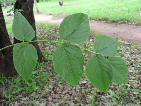 Image of Steganotaenia araliacea Hochst.