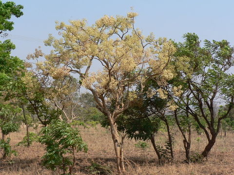 Image of Steganotaenia araliacea Hochst.