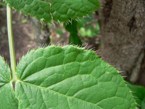 Image of Steganotaenia araliacea Hochst.