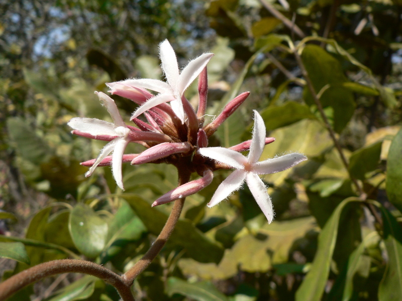 Image of <i>Ancylobotrys amoena</i> Hua