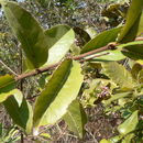 Image of <i>Ancylobotrys amoena</i> Hua