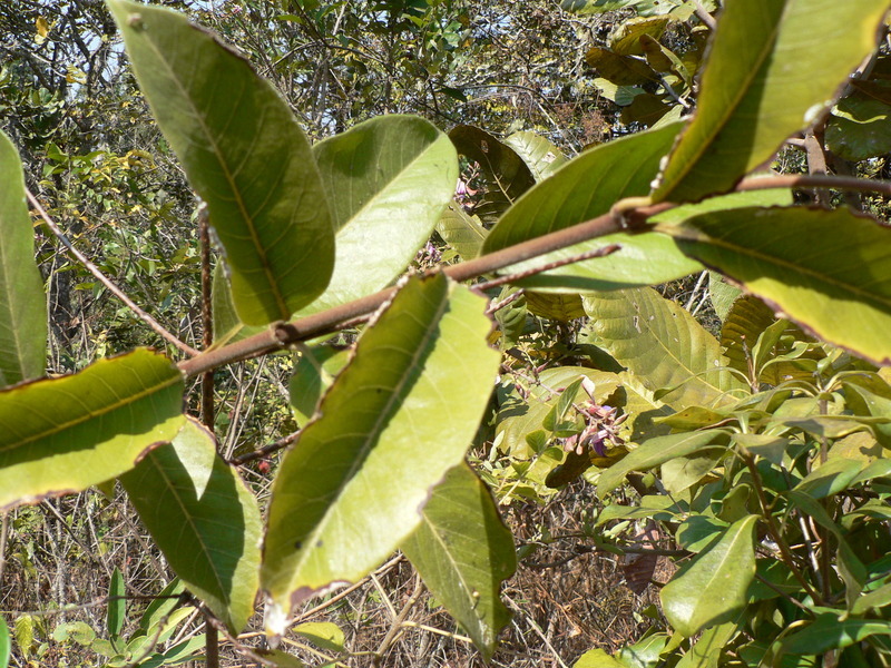 Image of <i>Ancylobotrys amoena</i> Hua