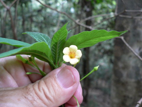 Image of Carvalhoa campanulata K. Schum.