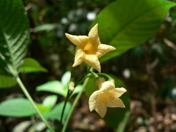 Image of Carvalhoa campanulata K. Schum.