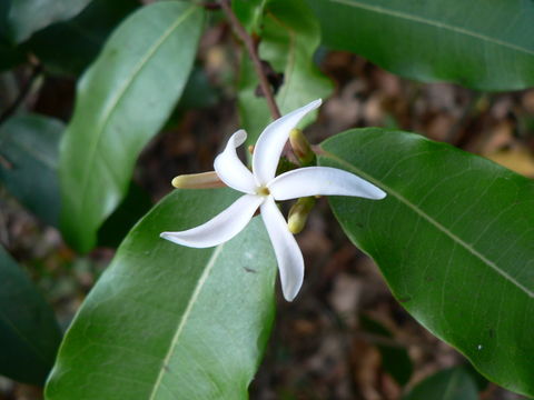 Image of Landolphia parvifolia K. Schum.