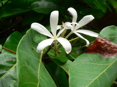 Image de Saba comorensis (Bojer) Pichon