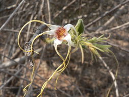 Plancia ëd Strophanthus kombe Oliv.