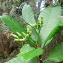 Image of Soccerball fruit