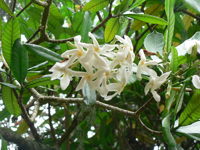 Image de Tabernaemontana stapfiana Britten