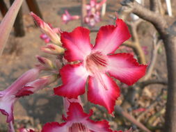 Image de Adenium obesum (Forsk.) Roem. & Schult.