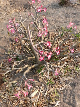 Imagem de Adenium obesum (Forsk.) Roem. & Schult.