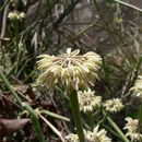 Plancia ëd Cynanchum viminale (L.) L.