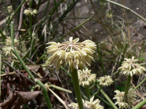 Image of Cynanchum viminale (L.) L.