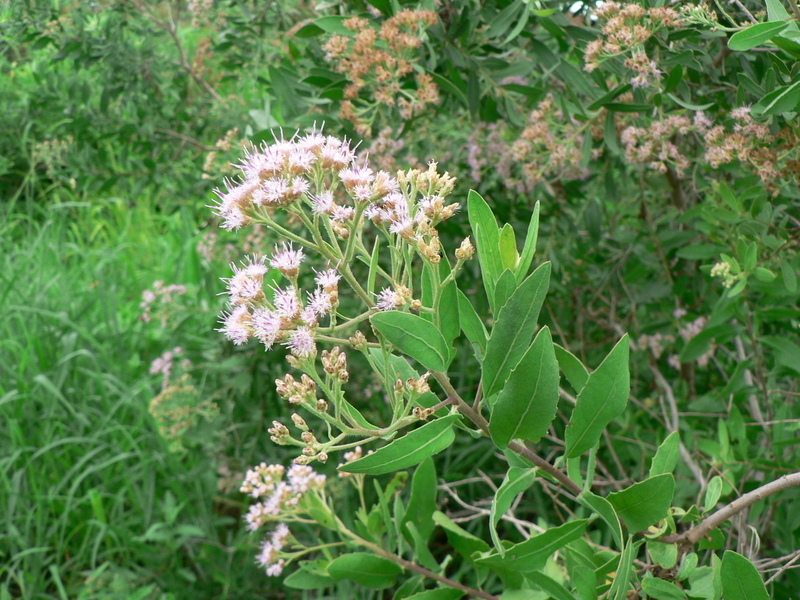 Pluchea dioscoridis (L.) DC. resmi