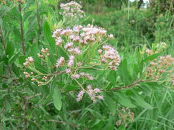 Pluchea dioscoridis (L.) DC. resmi