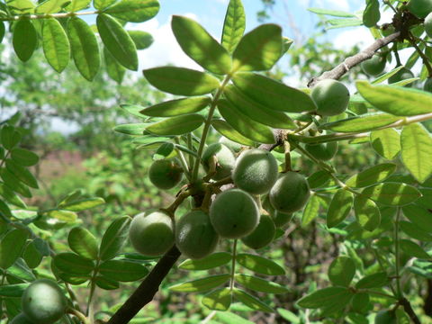 Sivun Commiphora mollis (Oliv.) Engl. kuva