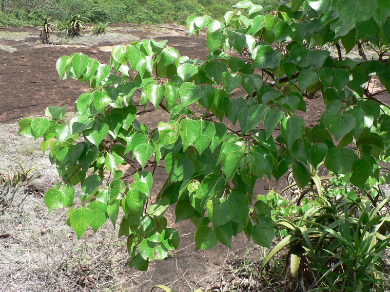 Image of Pepper-leaved commiphora