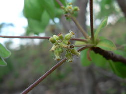 Image of Pepper-leaved commiphora