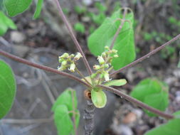 Image of Pepper-leaved commiphora