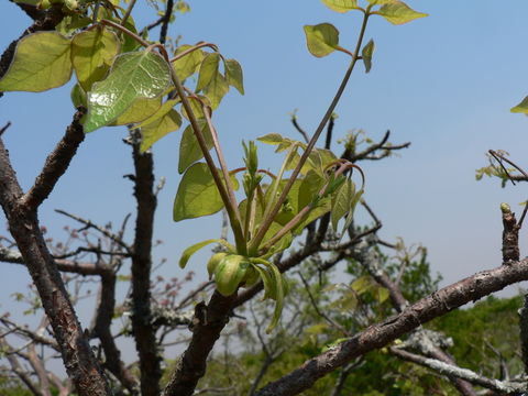 Image of Pepper-leaved commiphora