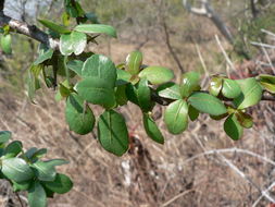 Image of Commiphora pyracanthoides Engl.