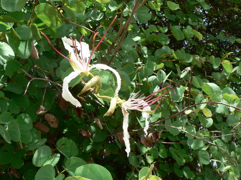Bauhinia petersiana (rights holder: Günter Baumann)