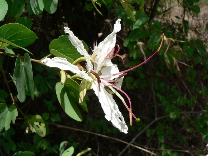 Image of Coffee bauhinia