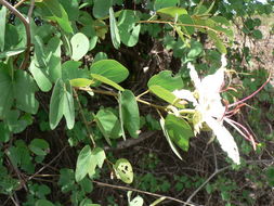 Image of Coffee bauhinia