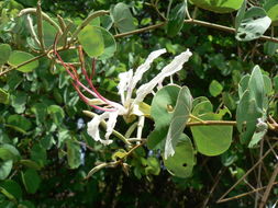 Image of Coffee bauhinia