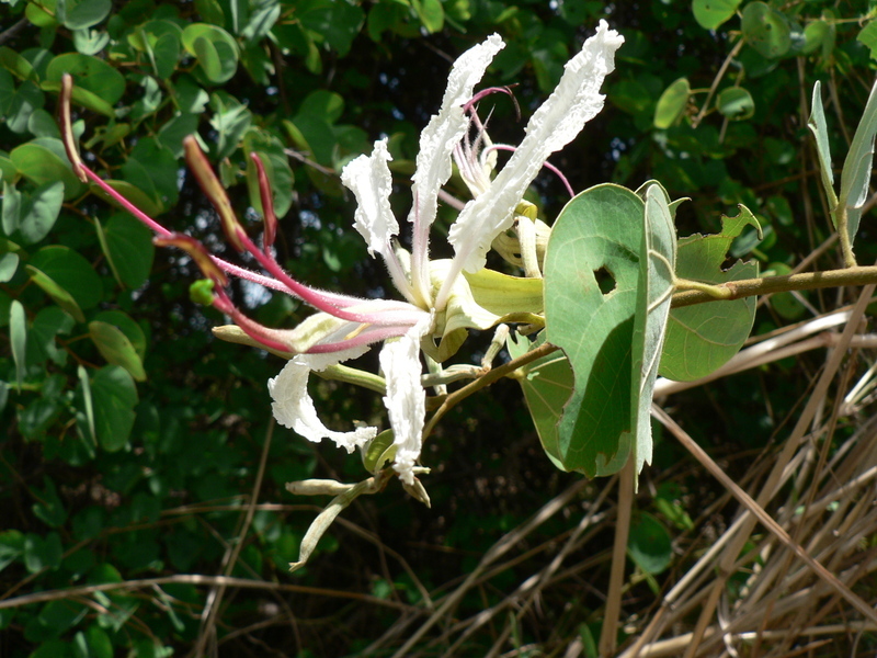 Image of Coffee bauhinia