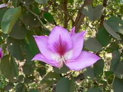 Plancia ëd Bauhinia variegata L.