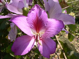 Plancia ëd Bauhinia variegata L.