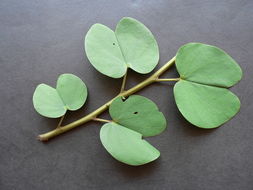 Слика од Bauhinia variegata L.