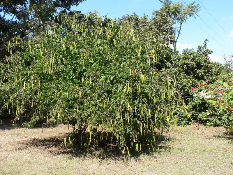 Plancia ëd Bauhinia variegata L.