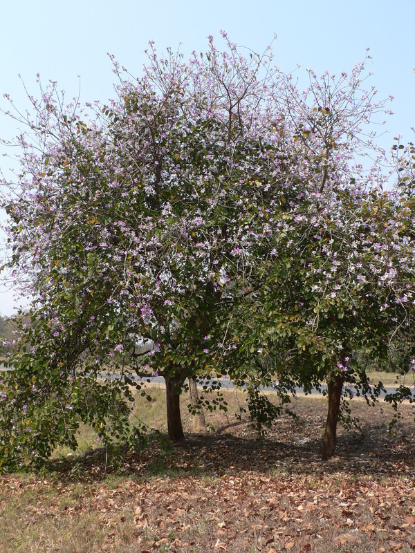 Plancia ëd Bauhinia variegata L.