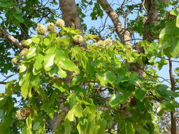 Sivun Sambianleimupuu kuva